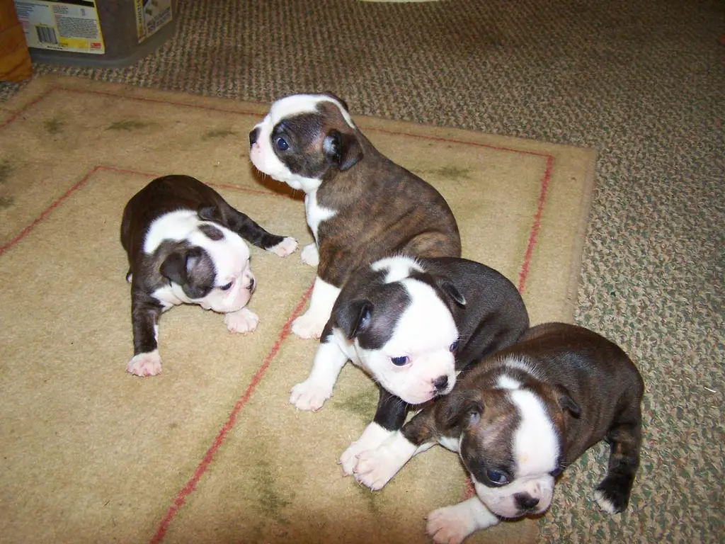 Boston terrier blue hot sale nose pitbull mix