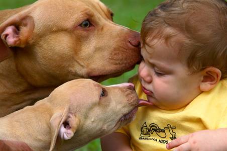 Pitbull red nose terrier