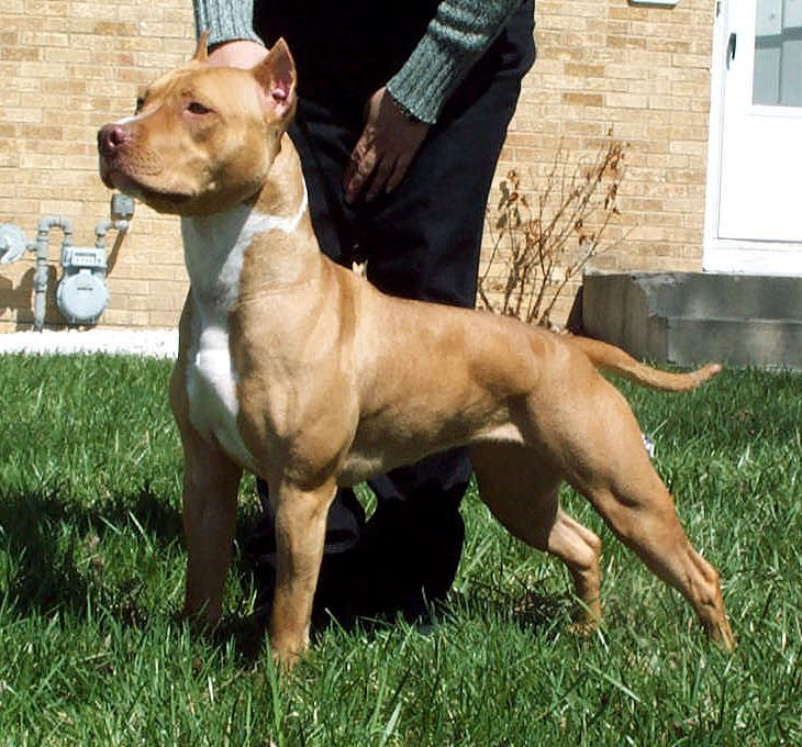 Pitbull staffordshire terrier