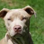 Pitbull terrier mix training