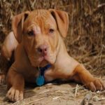 Pitbull terrier red nose