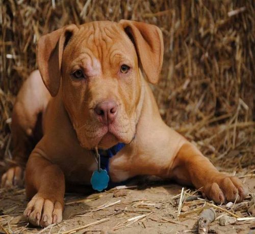 American Pitbull Terrier Red Nose