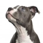 Pitbull terrier training tips