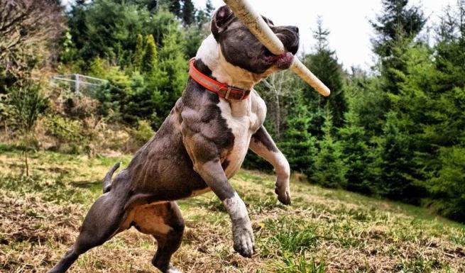 Pitbull terrier training