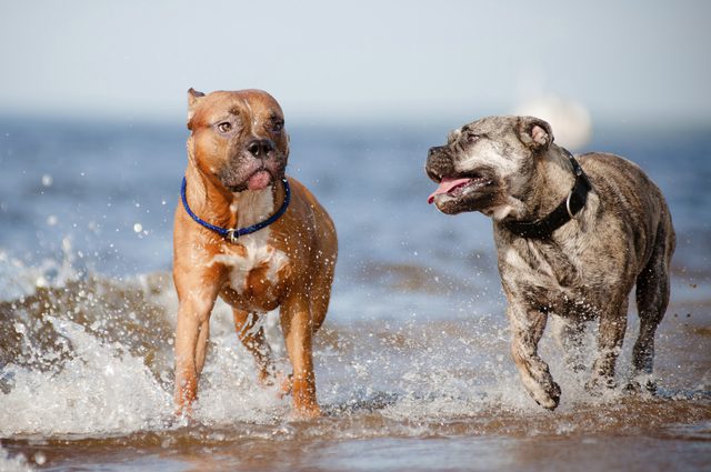 Pitbull vs staffordshire terrier
