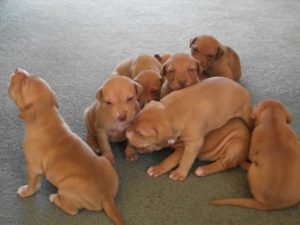 Red nose american pitbull terrier puppies for sale