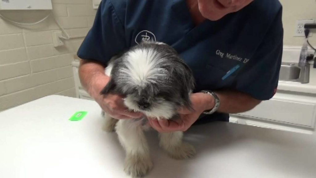 Shih Tzu Itching No Fleas