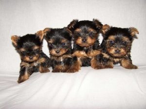 Short haired yorkshire terrier puppies for sale
