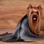 Silky haired yorkshire terrier