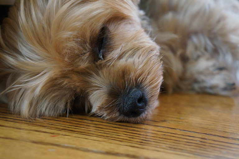 Skin Disorders In Yorkshire Terriers | 1001doggy.com