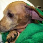Skin problems in Dachshunds