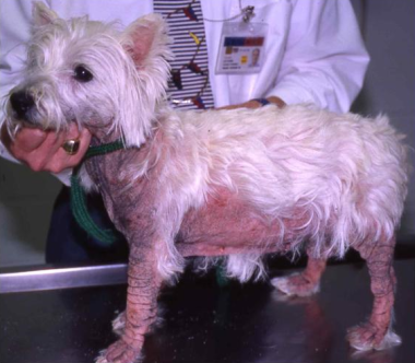 Skin problems with yorkshire terriers