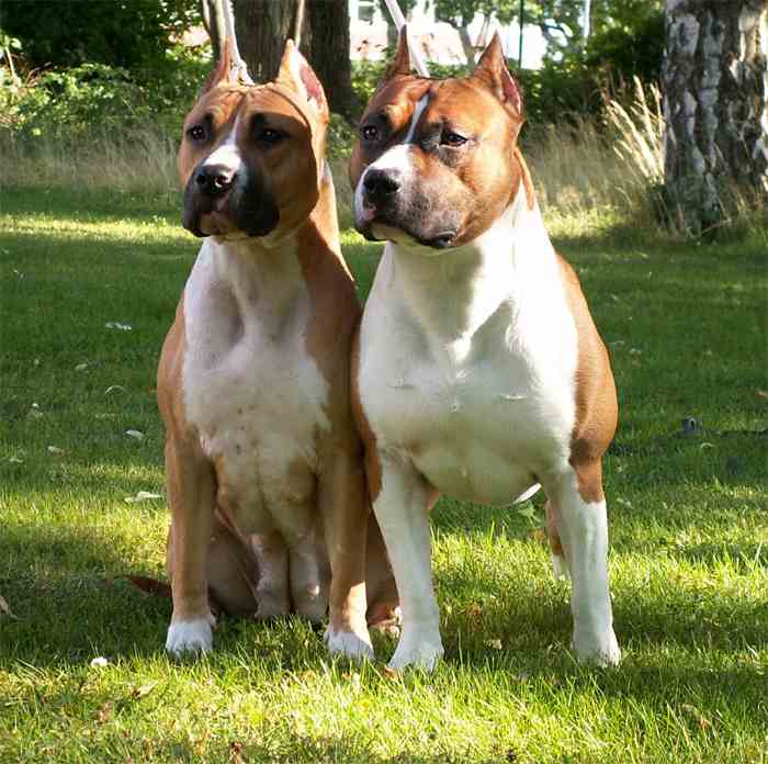 Staffordshire terrier vs pitbull