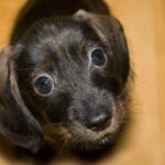 Taking care of dachshund puppies