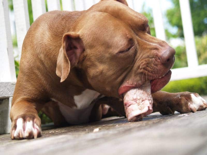 The best dog food for american pitbull terrier
