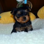 Training a yorkshire terrier puppy