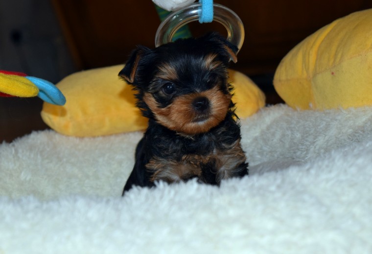 Training a yorkshire terrier puppy