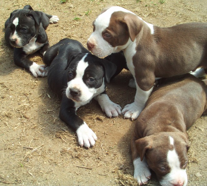 Training american pitbull terrier puppies