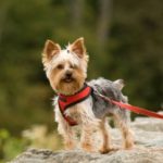 Training for yorkshire terriers