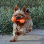 Training your yorkshire terrier