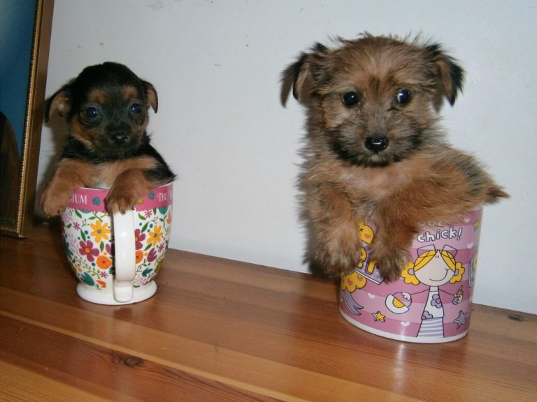 Yorkshire terrier chihuahua mix puppies for sale