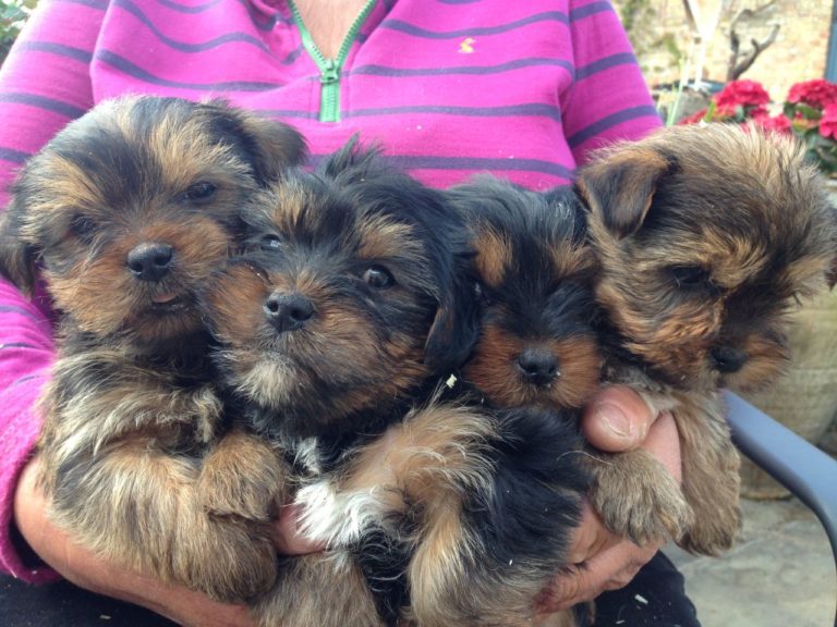 Yorkshire terrier cross poodle puppies for sale