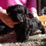 Yorkshire terrier cross toy poodle