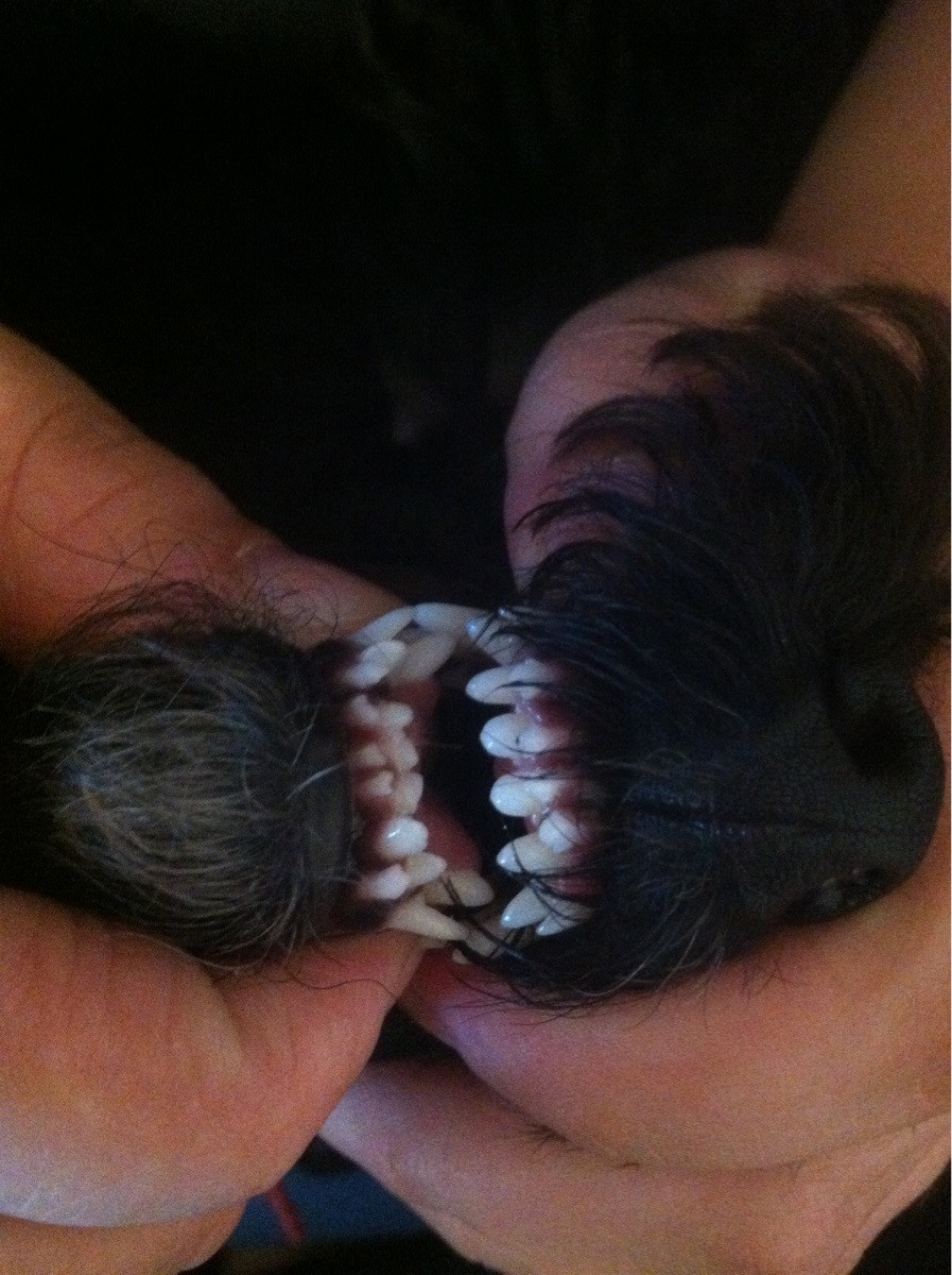 Yorkshire terrier double set of teeth