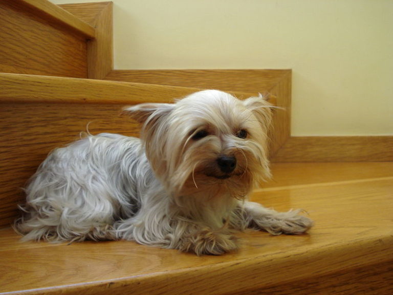 Yorkshire terrier dry skin