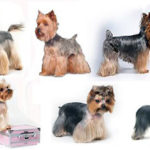 Yorkshire terrier haircuts