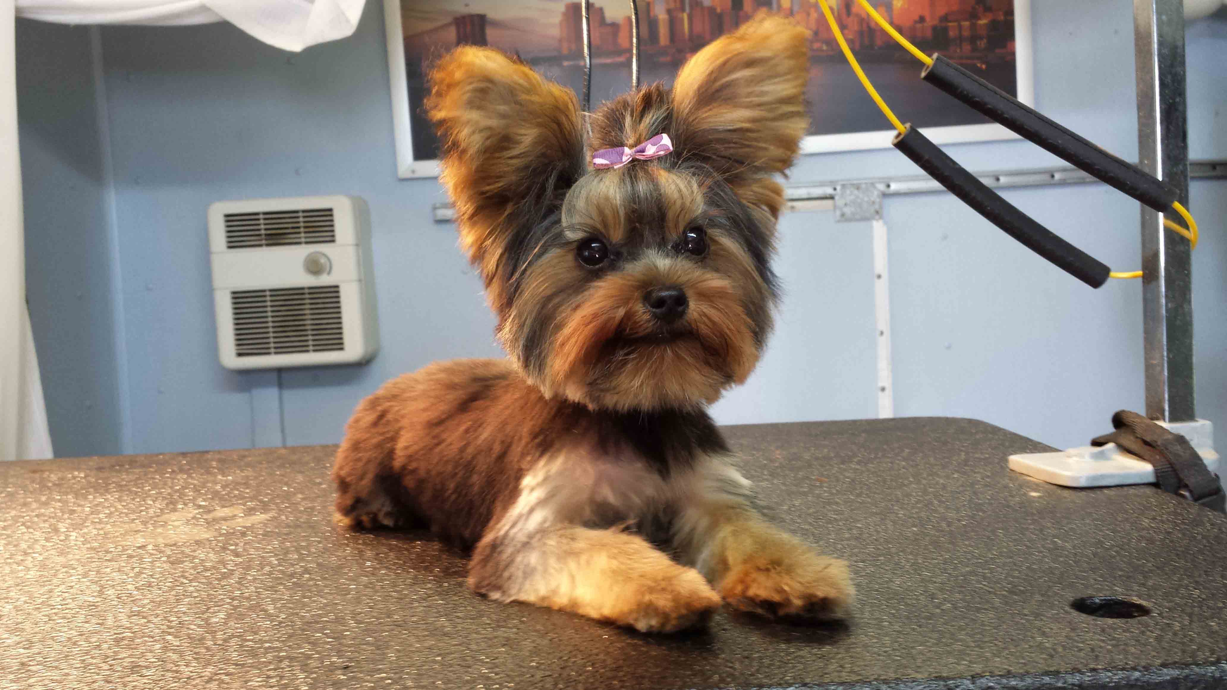 Yorkshire Terrier Haircuts Short 1001doggy Com