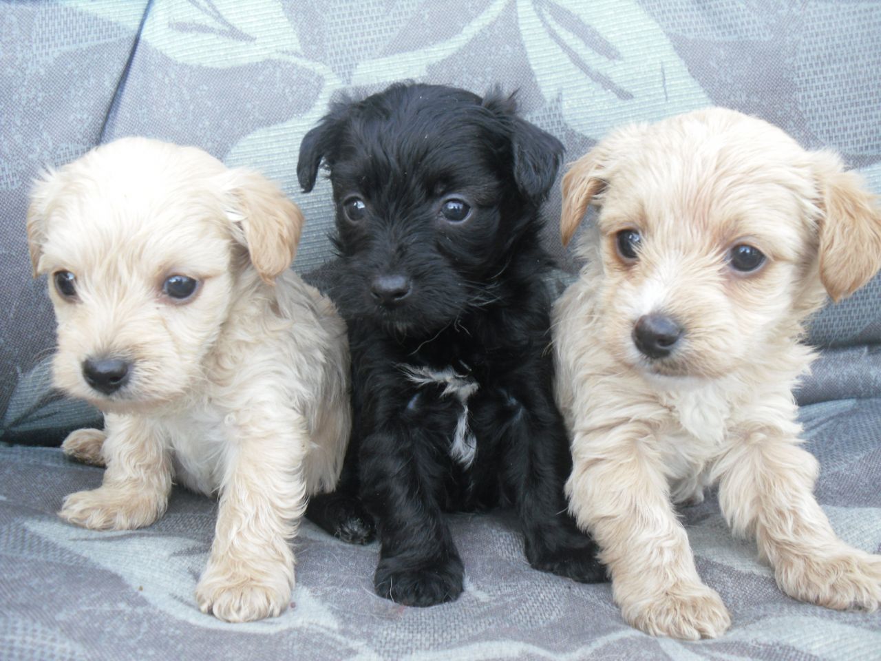 Yorkshire terrier poodle cross for sale
