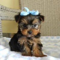 Yorkshire Terrier X Poodle: Traits, Care, Training