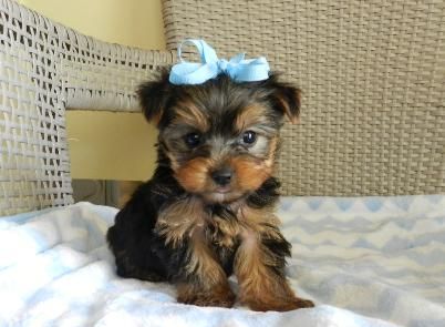 Yorkshire terrier poodle mix for sale