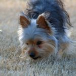 Yorkshire Terrier potty training issues