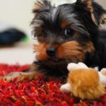 Yorkshire terrier puppy training tips