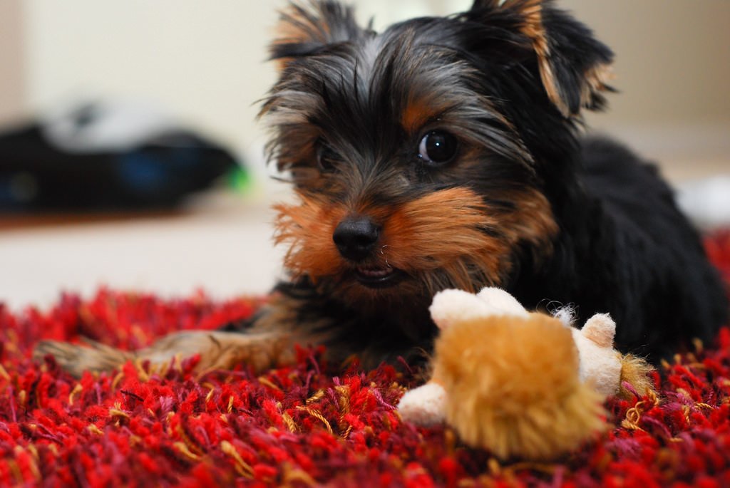 Yorkshire terrier puppy training tips