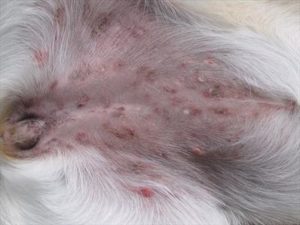 Yorkshire terrier skin allergies