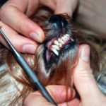 Yorkshire terrier teeth falling out
