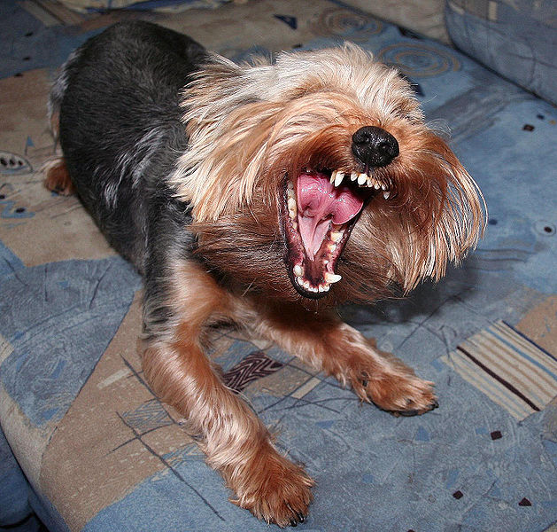 Yorkshire terrier teeth
