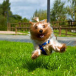 Yorkshire terrier training tips