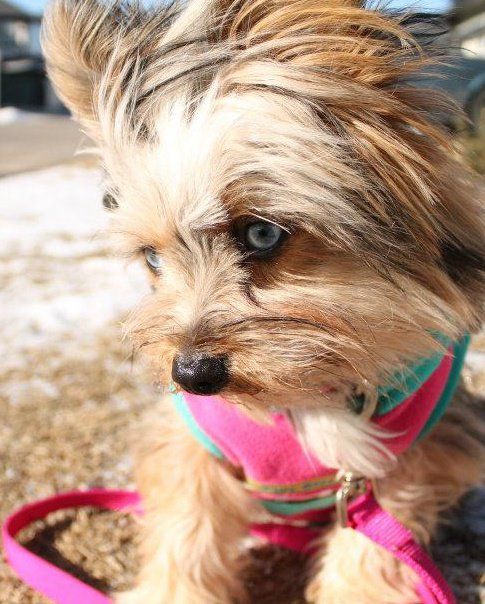 Yorkshire terrier with blue eyes