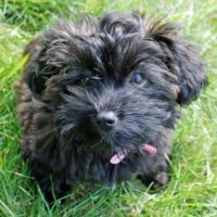 Yorkshire Terrier X Poodle: Traits, Care, Training