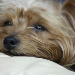 Yorkshire terriers and allergies