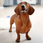 10 facts about dachshunds