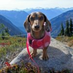 10 interesting facts about dachshunds