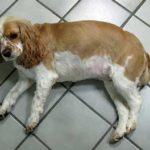 About cocker spaniels health