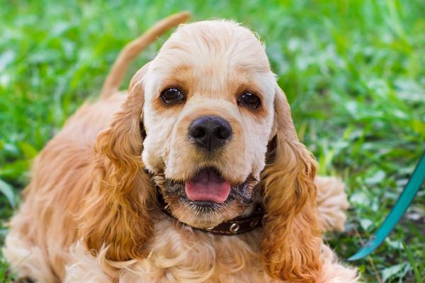 American cocker spaniel common health problems