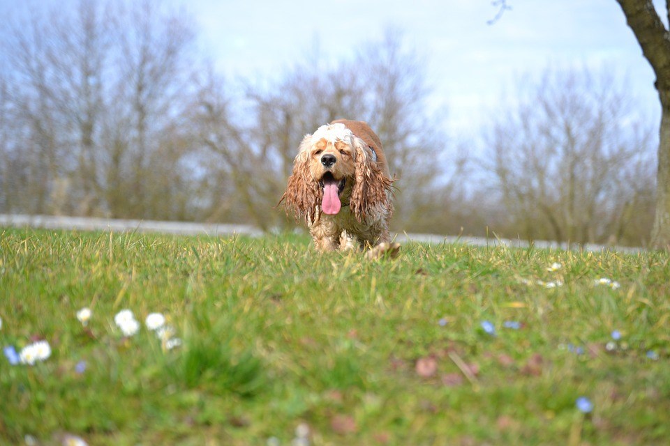 American cocker spaniel health issues