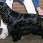 Are cocker spaniels tails docked